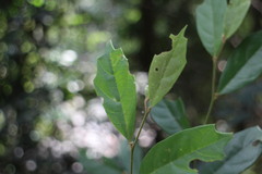 Eustigma oblongifolium