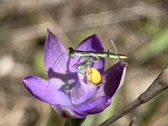 Orthodera ministralis