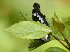 Kaniska canace