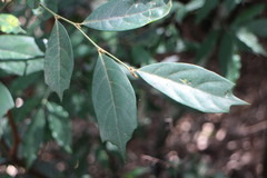 Eustigma oblongifolium