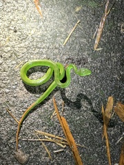 Trimeresurus albolabris