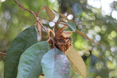 Styrax suberifolius