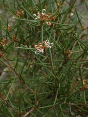 Grevillea australis