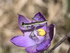 Orthodera ministralis