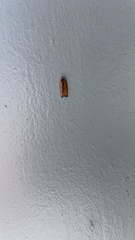 Epiphyas postvittana