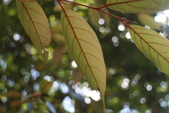 Styrax suberifolius