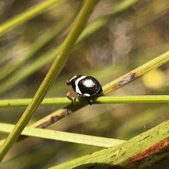 Bathyllus albicinctus