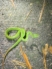 Trimeresurus albolabris
