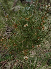 Grevillea australis