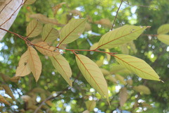 Styrax suberifolius