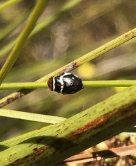 Bathyllus albicinctus