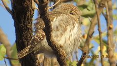 Glaucidium perlatum