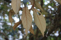 Styrax suberifolius