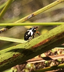 Bathyllus albicinctus