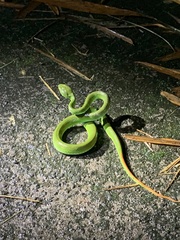 Trimeresurus albolabris