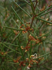 Grevillea australis