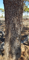 Myoporum platycarpum
