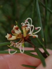 Grevillea australis