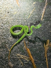 Trimeresurus albolabris