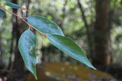 Styrax suberifolius