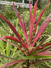 Cordyline fruticosa