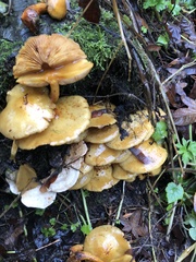 Pholiota aurivella