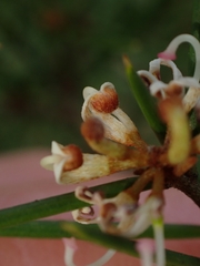 Grevillea australis