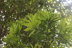 Podocarpus nakaii