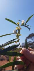 Myoporum platycarpum