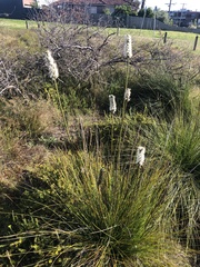 Xanthorrhoea minor lutea