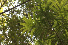 Podocarpus nakaii