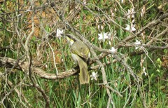 Gavicalis virescens