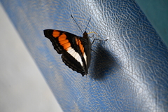 Doxocopa