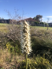 Xanthorrhoea minor lutea