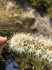 Xanthorrhoea minor lutea
