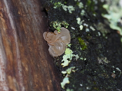 Myxarium nucleatum