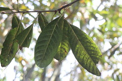 Lithocarpus brevicaudatus