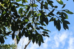 Lithocarpus brevicaudatus