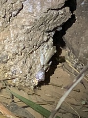 Chalcorana chalconota