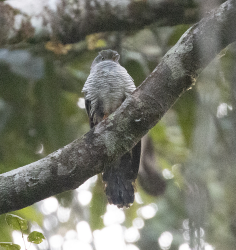 Madagascar Cuckoo (Cuculus rochii), photo 9