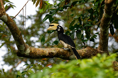 Anthracoceros albirostris