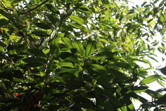 Lithocarpus brevicaudatus