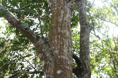 Lithocarpus brevicaudatus