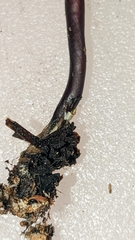Marasmius plicatulus