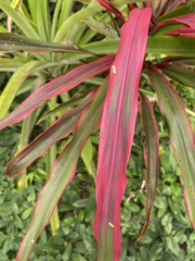 Cordyline fruticosa