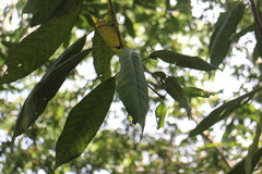 Lithocarpus brevicaudatus