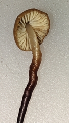 Marasmius plicatulus
