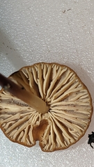 Marasmius plicatulus