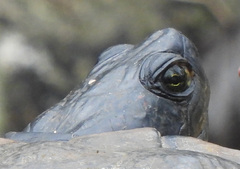 Trachemys scripta