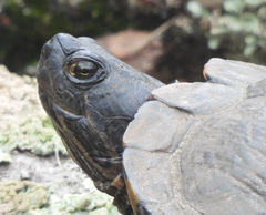Trachemys scripta